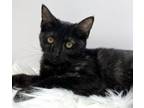 Adopt Piper a Domestic Short Hair
