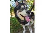Adopt Chewbacca a Alaskan Malamute