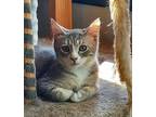 Adopt Haku a Tabby, Domestic Short Hair