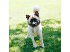 Adopt Brody a Keeshond