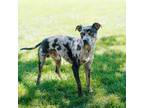 Adopt Eton a American Staffordshire Terrier, Cattle Dog