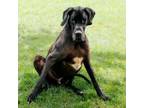 Adopt Jack a Great Dane