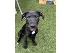 Adopt Wheeler a Labrador Retriever