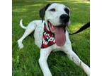 Adopt Jude (24-101 D) a Mixed Breed