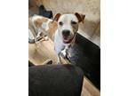 Adopt Isaac a Boxer