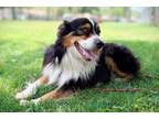 Adopt 0620 Troy a Australian Shepherd