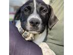 Adopt Axel a Pit Bull Terrier, Mixed Breed