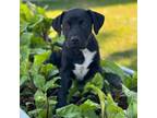 Adopt Bear a Pit Bull Terrier, Mixed Breed