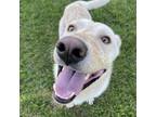 Adopt Wayne a Husky