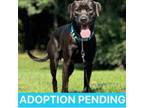 Adopt James a Labrador Retriever, Mixed Breed