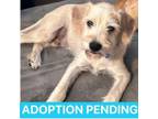Adopt Anthony a Golden Retriever, German Shepherd Dog