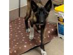 Adopt Boomer a Belgian Shepherd / Malinois