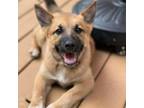 Adopt Cuddly Tracker a Norwegian Elkhound, Cattle Dog
