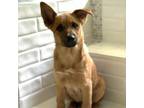 Adopt Cuddly Tanner a Norwegian Elkhound, Cattle Dog