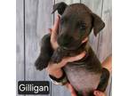Adopt Gilligan a Mixed Breed