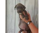 Adopt Skipper a Mixed Breed