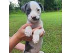 Adopt Mr Howell a Mixed Breed