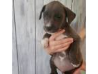 Adopt Professor a Mixed Breed