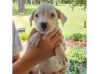Adopt Minnow a Mixed Breed