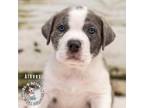 Adopt World of Love Litter: Athens a American Staffordshire Terrier