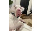Adopt Max a Great Dane