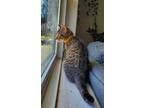 Adopt Griz a Tabby, Domestic Short Hair