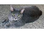 Adopt Rufus a Tabby, Domestic Medium Hair