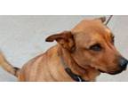 Adopt Titan a Collie, Mixed Breed