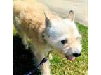 Adopt Chim a Yorkshire Terrier, Mixed Breed