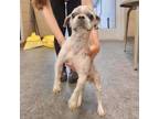 Adopt Scout a Shih Tzu