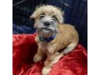 Adopt Jesse a Shih Tzu, Australian Shepherd
