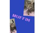 Adopt Muffin a Domestic Short Hair
