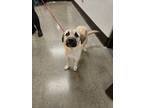 Adopt Quincy a Great Pyrenees, Anatolian Shepherd