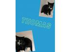 Adopt Thomas a Domestic Short Hair