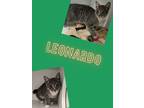 Adopt Leonardo a Domestic Short Hair
