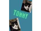 Adopt Tommy a Domestic Short Hair