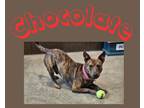 Adopt Chocolate(Shadow) a Terrier, Australian Cattle Dog / Blue Heeler