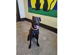 Adopt Bear a Labrador Retriever, Mixed Breed