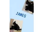 Adopt James a Domestic Short Hair
