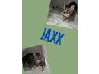 Adopt Jaxx a Domestic Short Hair
