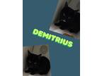 Adopt Demitrius a Domestic Short Hair