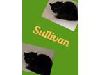 Adopt Sullivan a Domestic Long Hair