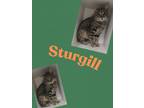 Adopt Sturgill a Domestic Short Hair