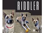 Adopt Riddler a Shepherd, Akita