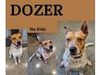 Adopt Dozer a Australian Cattle Dog / Blue Heeler