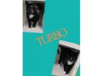Adopt Turbo(Trooper) a Domestic Short Hair
