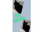 Adopt Dr.Pepper a Domestic Short Hair