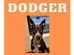 Adopt Dodger a Shepherd, Australian Cattle Dog / Blue Heeler