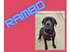 Adopt Rambo a Labrador Retriever, Mixed Breed
