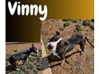 Adopt Vinny a Terrier